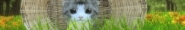 Náhled programu Kitten Super Adventure